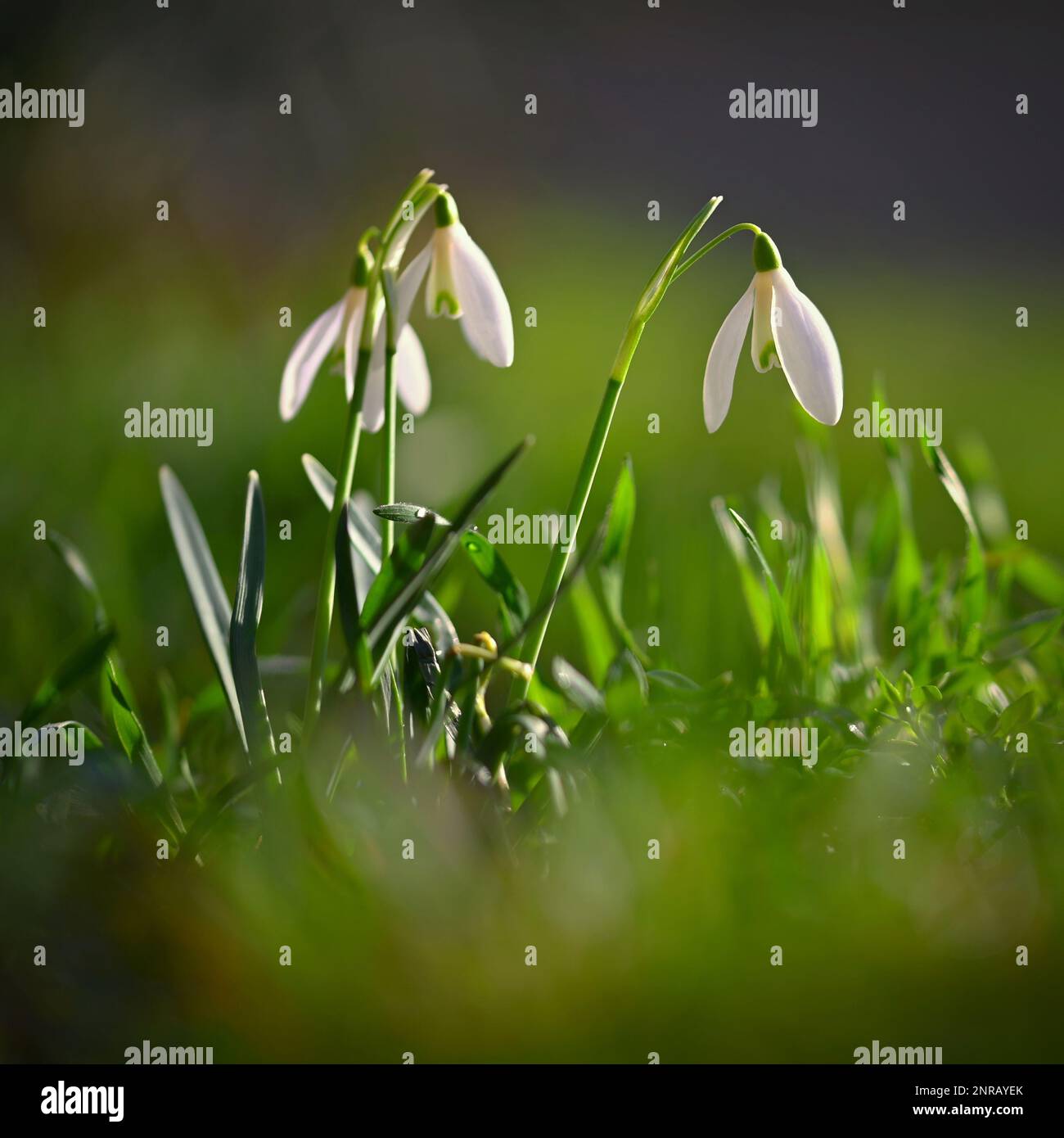 Fiori di Primavera - Bucaneve. Splendidamente blooming in erba al tramonto. - Amaryllidaceae Galanthus nivalis Foto Stock