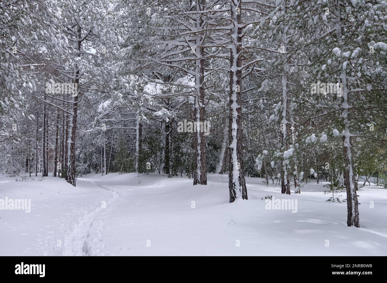 Orme di racchette da neve sulla foresta innevata in inverno del Parco Nazionale dell'Etna, Sicilia, Italia Foto Stock