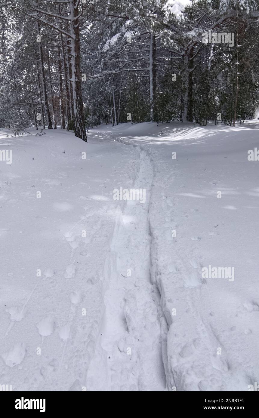 Orme di racchette da neve sulla foresta innevata in inverno del Parco Nazionale dell'Etna, Sicilia, Italia Foto Stock