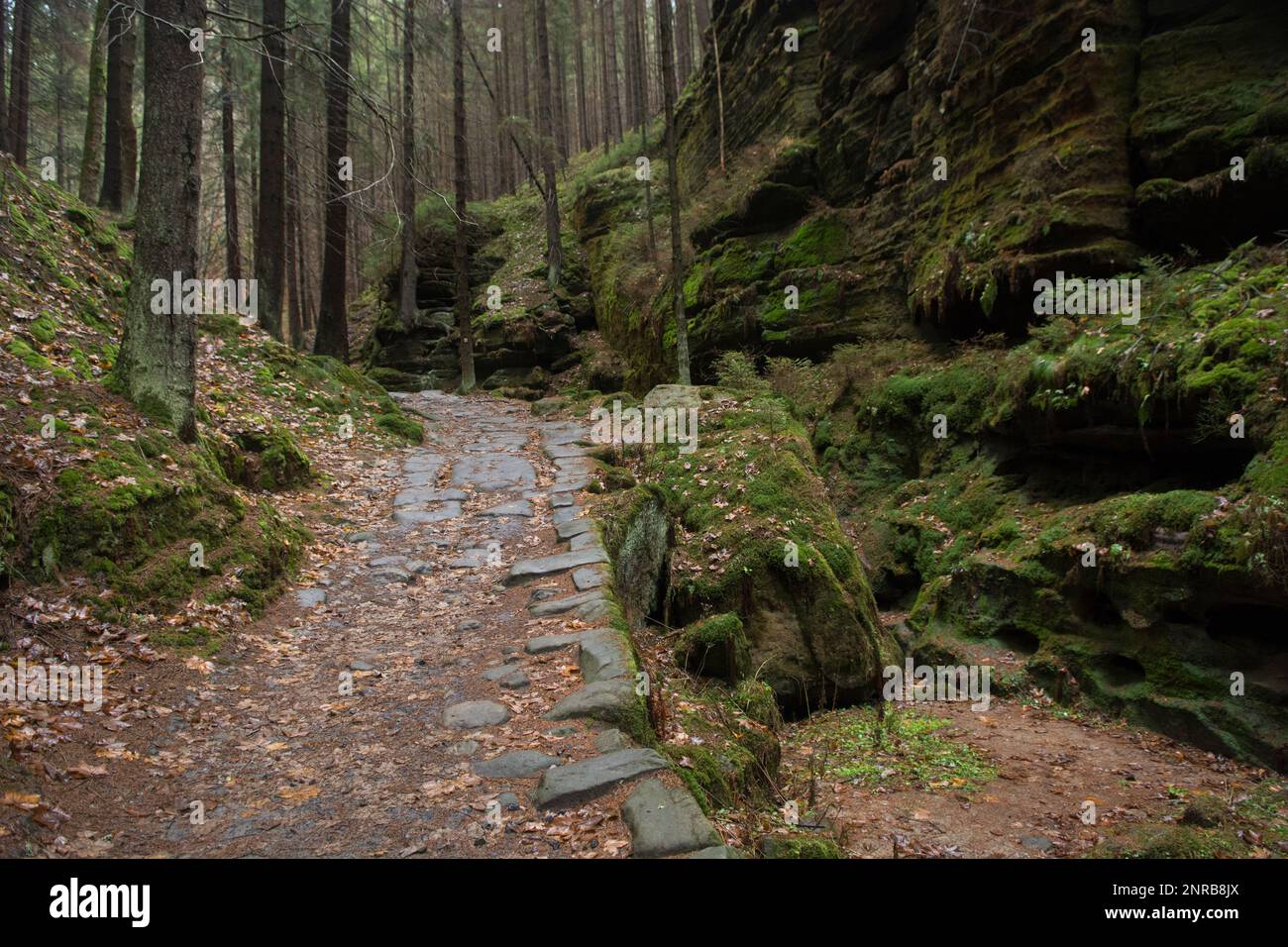 Sentiero forestale in Repubblica Ceca Foto Stock