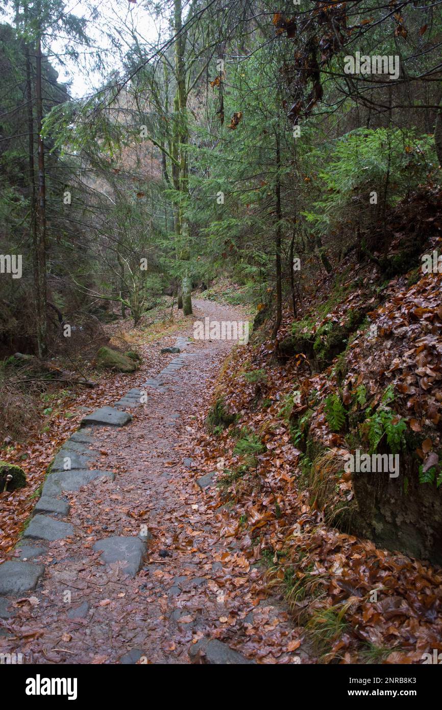 Sentiero forestale in Repubblica Ceca Foto Stock