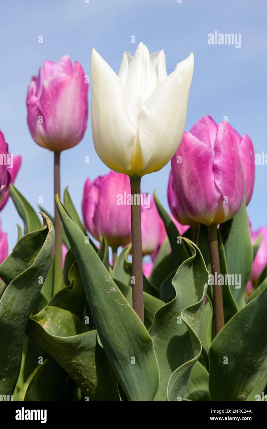 Un singolo tulipano bianco si sta levando in piedi in un campo con tulipani rosa in piena fioritura. Foto Stock