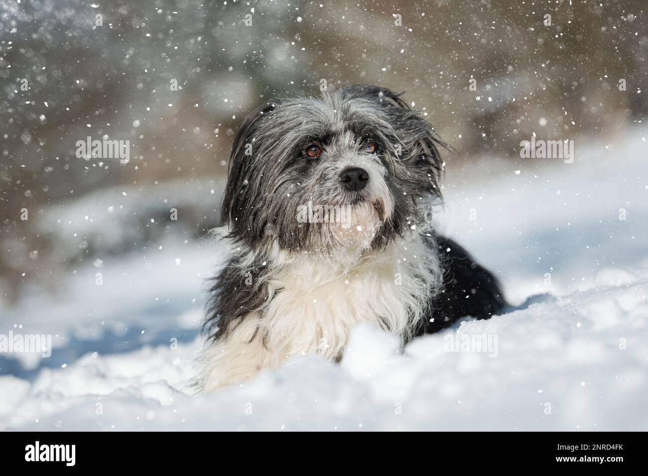 Carino cane di razza mista nel paesaggio invernale Foto Stock
