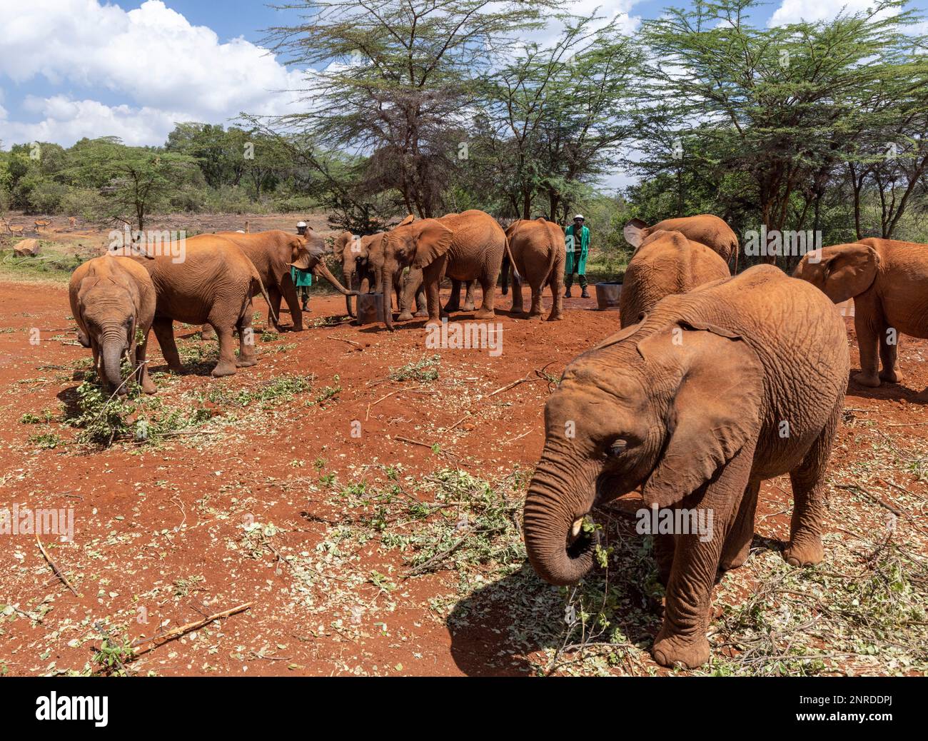 Tempo di alimentazione, Sheldrick Wildlife Trust orfan elefante salvataggio e programma di riabilitazione, Nairobi, Kenya Foto Stock