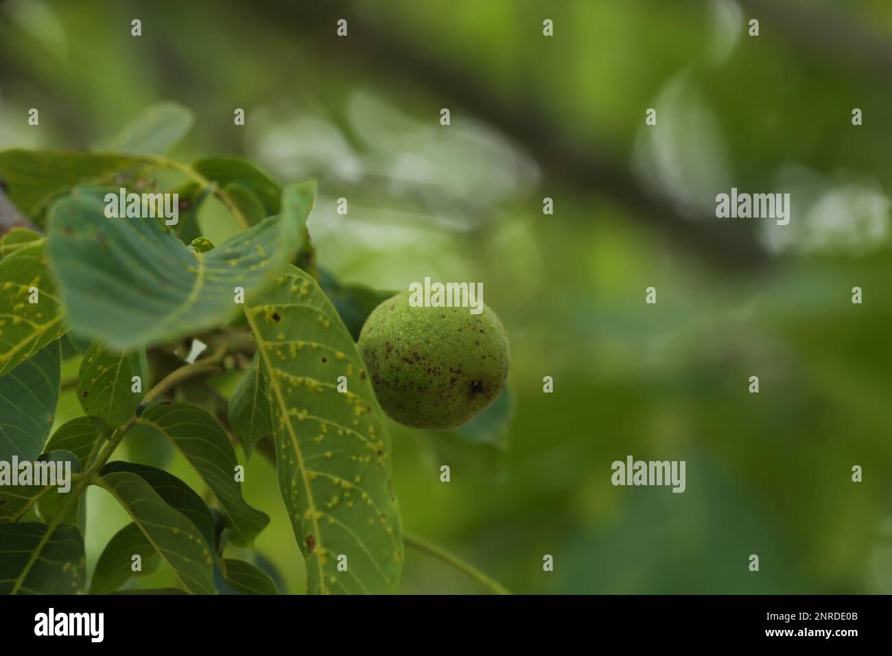Noci verdi unmature che crescono su albero all'aperto Foto Stock