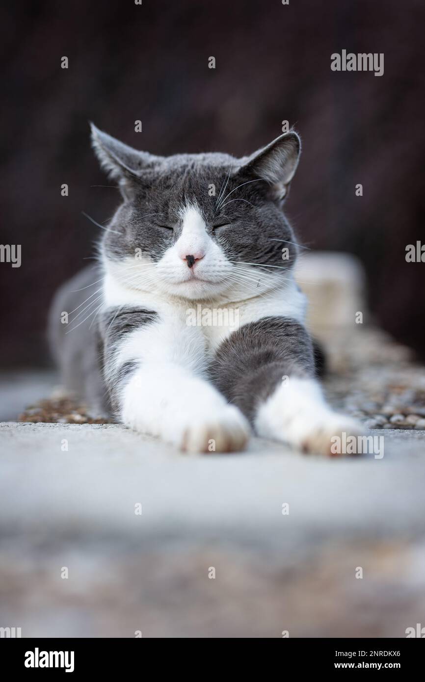 Gatto domestico che giace nello sfondo della natura Foto Stock