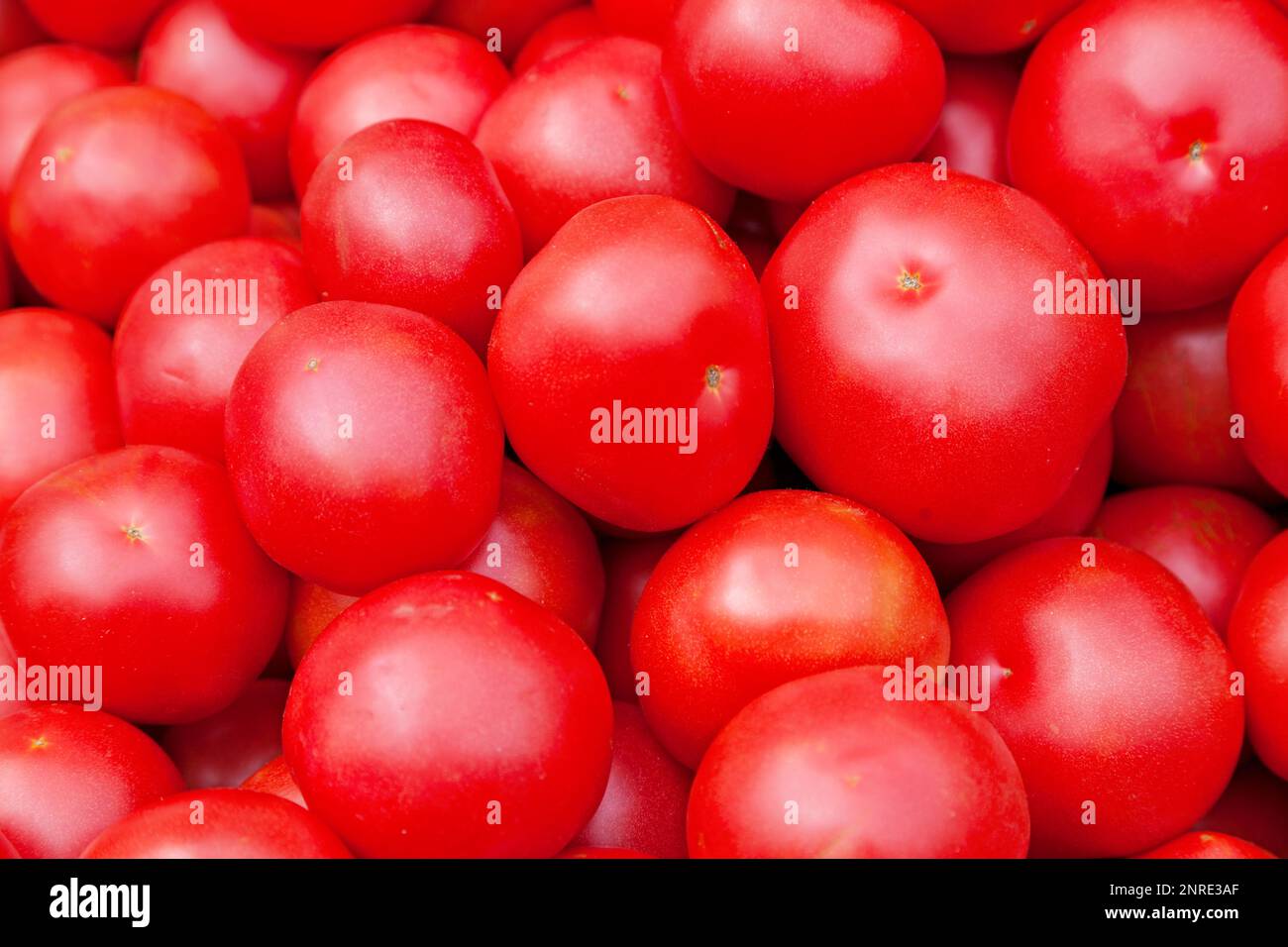 Primo piano su una pila di pomodori (Tatar del Mongolistan) in vendita su una bancarella del mercato. Foto Stock
