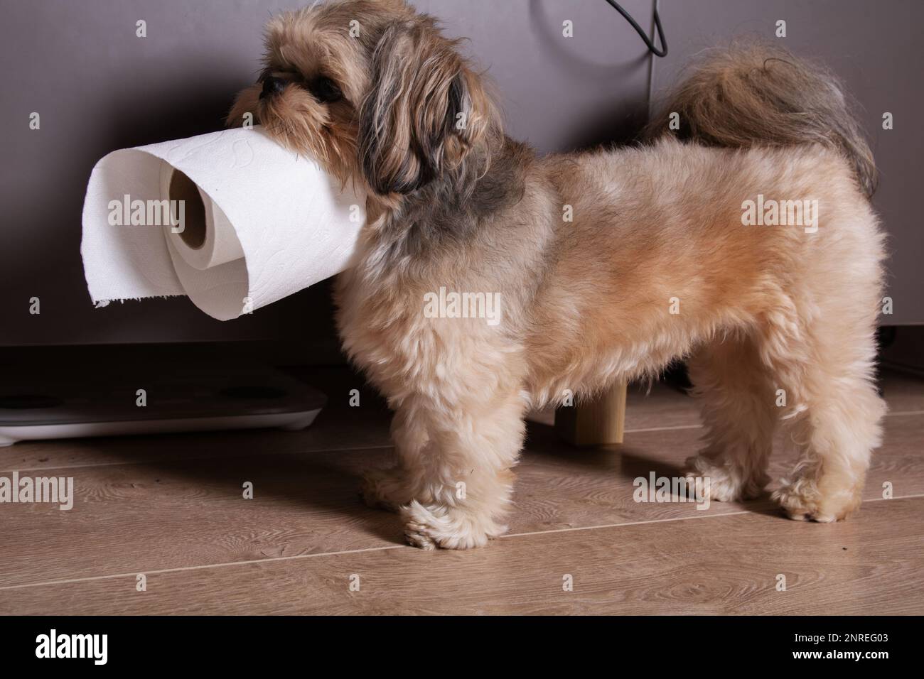 foto di una piccola razza di cane che tiene carta igienica nei suoi denti a casa Foto Stock