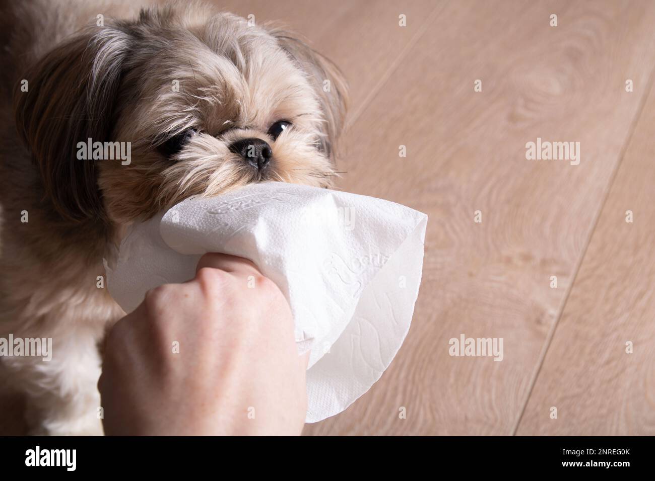 Foto di una piccola razza di cane Shih Tzu che tiene carta igienica nei suoi denti a casa Foto Stock