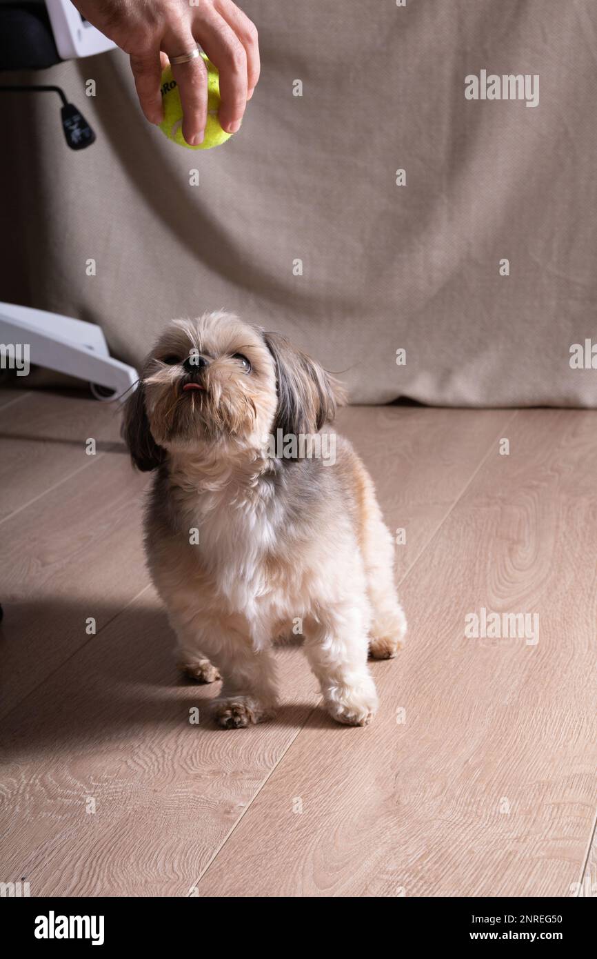 foto di un cane di razza piccola che guarda una palla nelle mani di un uomo a casa Foto Stock