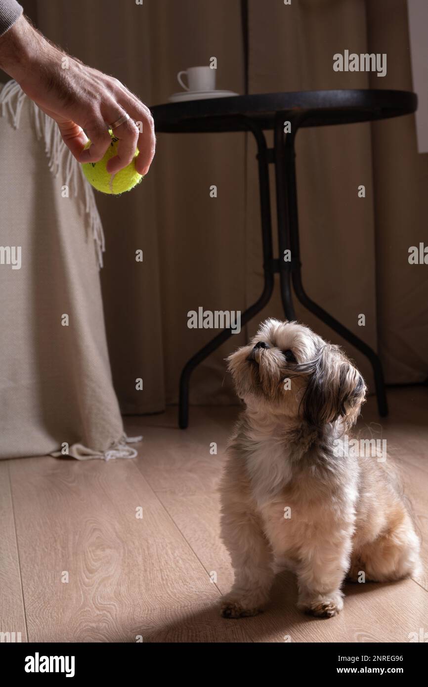 foto di una piccola razza di cane che guarda giù una palla da tennis nelle mani di un uomo Foto Stock