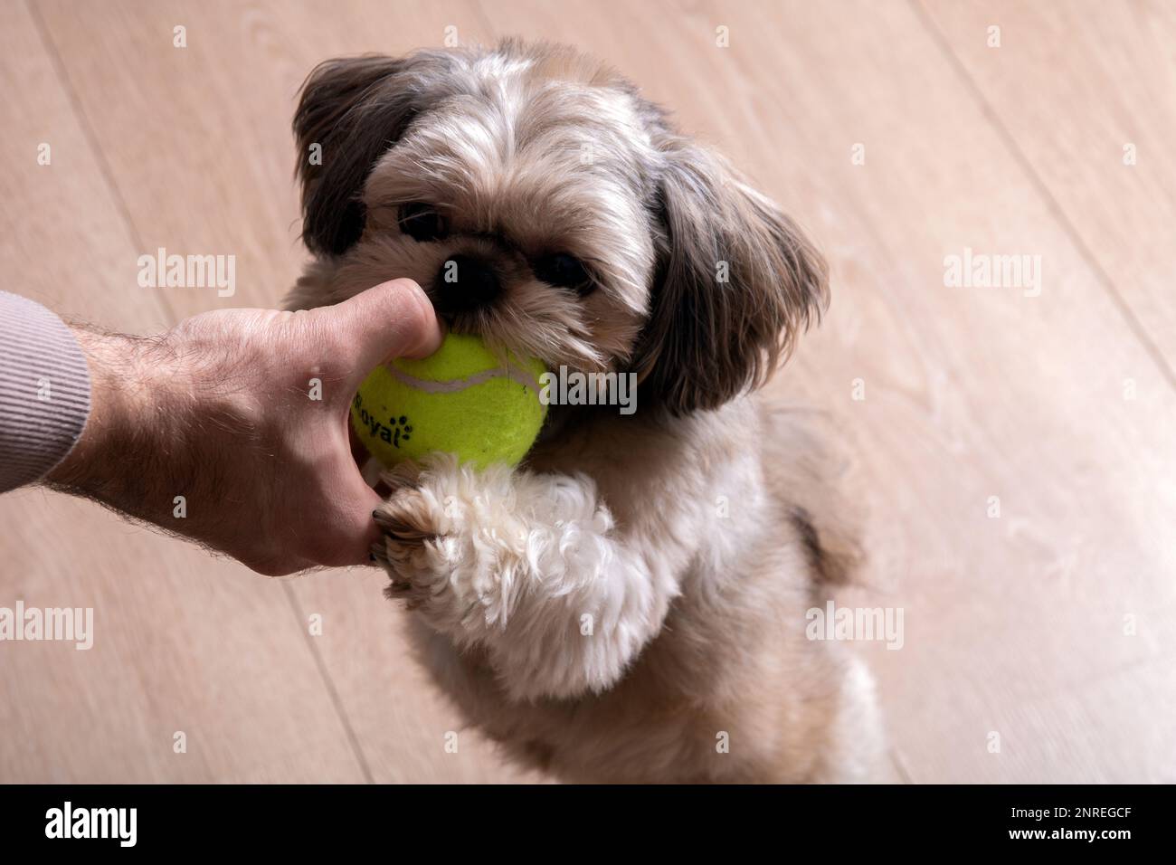foto di un cane di razza piccola che tiene una palla da tennis nei denti mentre si trova su due zampe Foto Stock