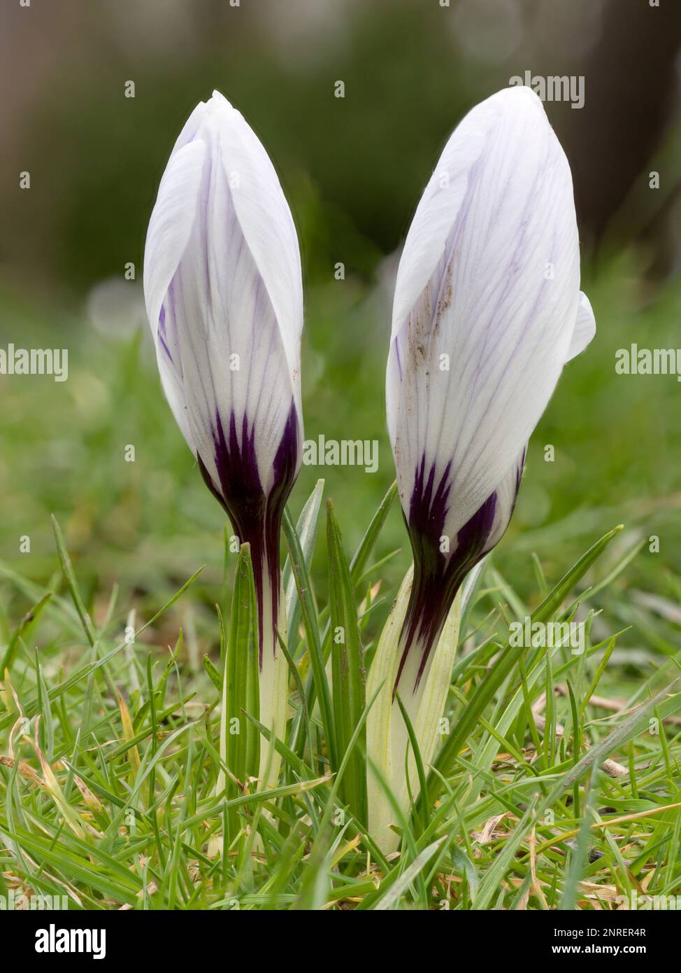 Un paio di croci bianchi che crescono tra l'erba Foto Stock