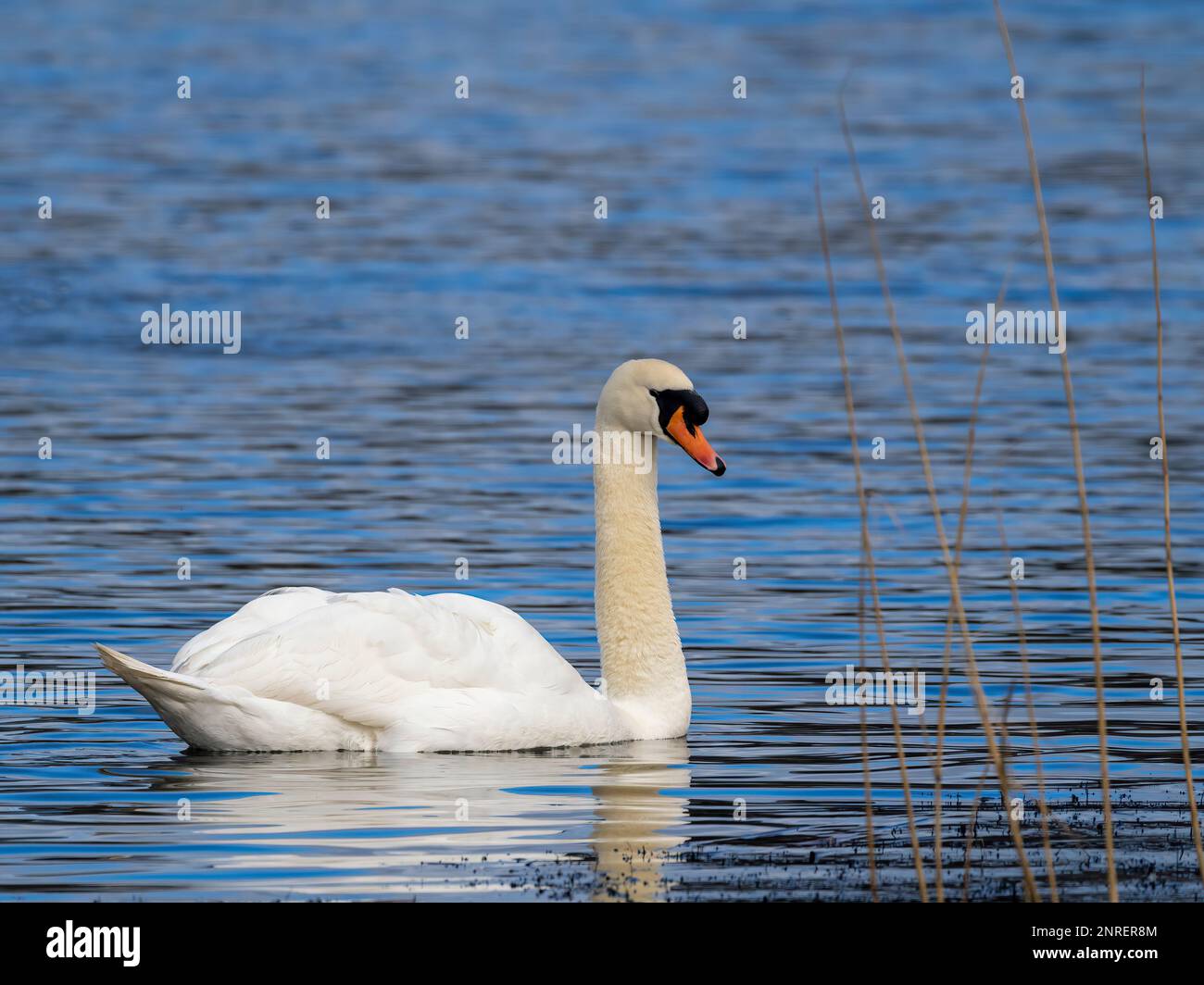 Un adulto aggraziato Mute Swan, (Cygnus olor), nuoto su un lago presso la riserva naturale di Brockhole vicino Preston, Lancashire, Regno Unito Foto Stock