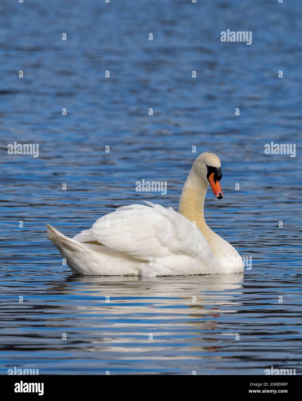 Un adulto aggraziato Mute Swan, (Cygnus olor), nuoto su un lago presso la riserva naturale di Brockhole vicino Preston, Lancashire, Regno Unito Foto Stock