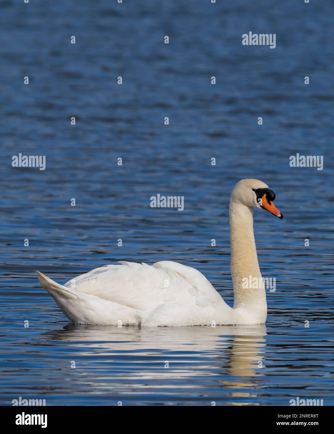 Un adulto aggraziato Mute Swan, (Cygnus olor), nuoto su un lago presso la riserva naturale di Brockhole vicino Preston, Lancashire, Regno Unito Foto Stock