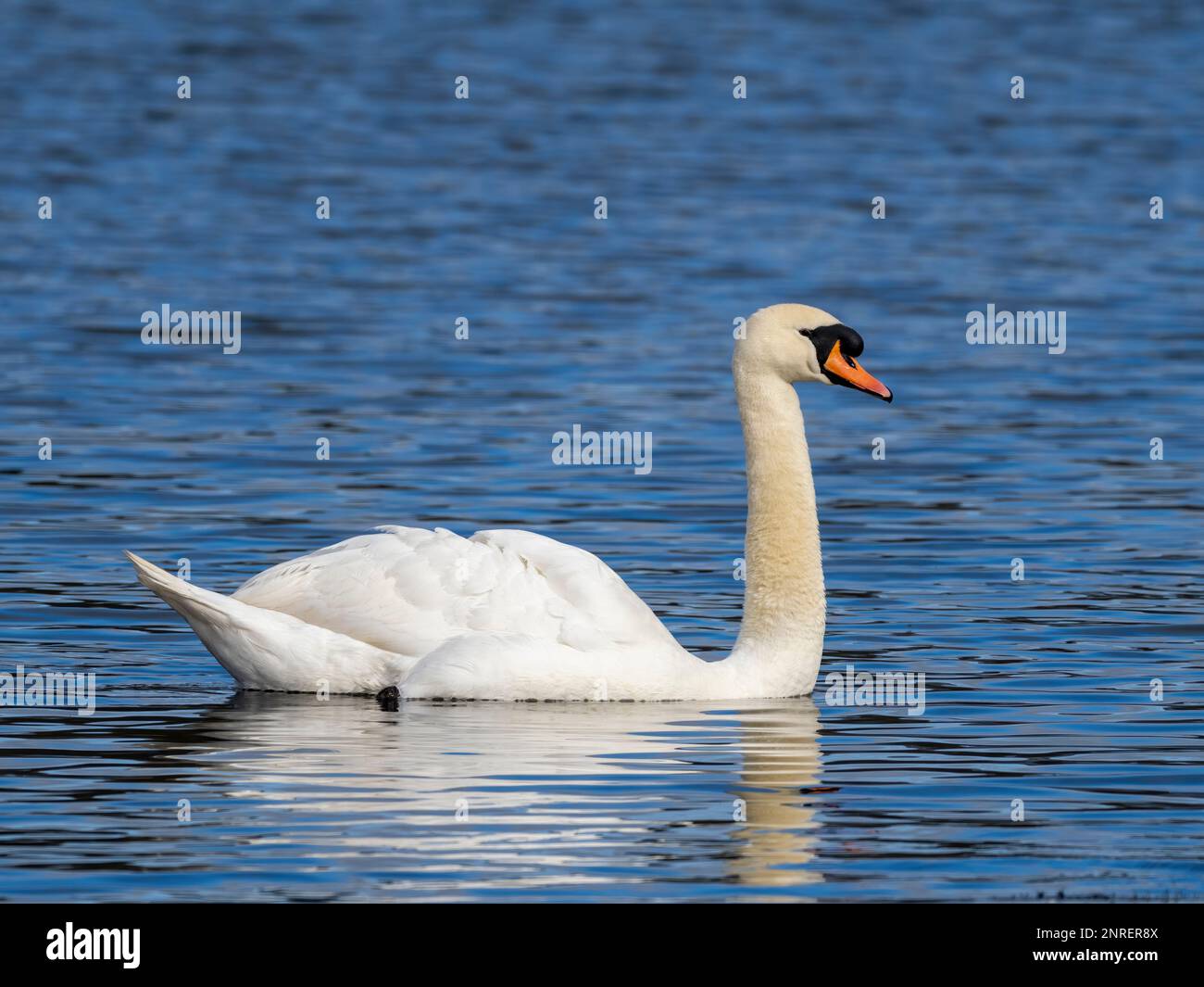 Un adulto aggraziato Mute Swan, (Cygnus olor), nuoto su un lago presso la riserva naturale di Brockhole vicino Preston, Lancashire, Regno Unito Foto Stock