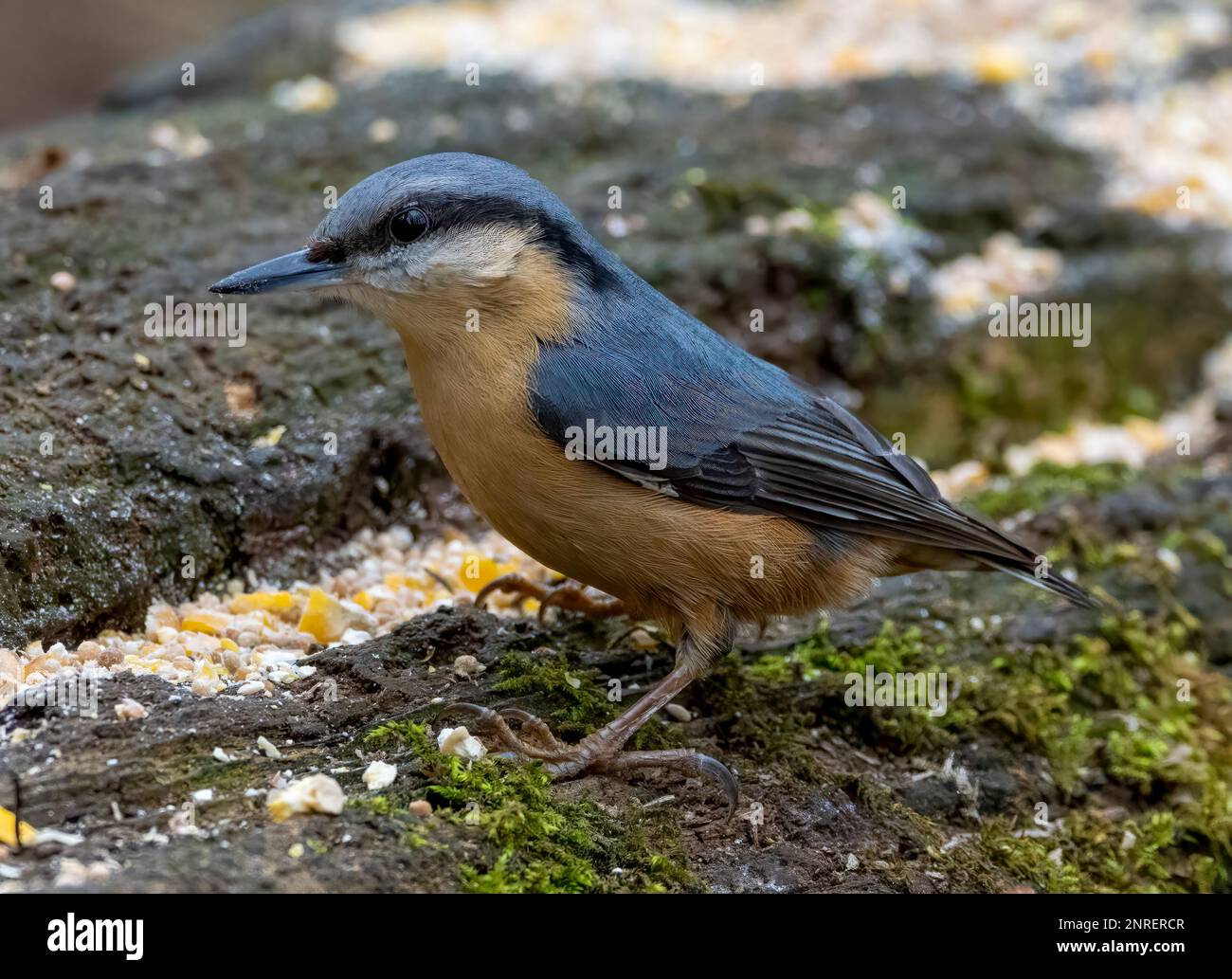 Una bella Nathatch, (Sitta europaea), mangiare seme da una stazione di alimentazione degli uccelli su un vecchio tronco Foto Stock