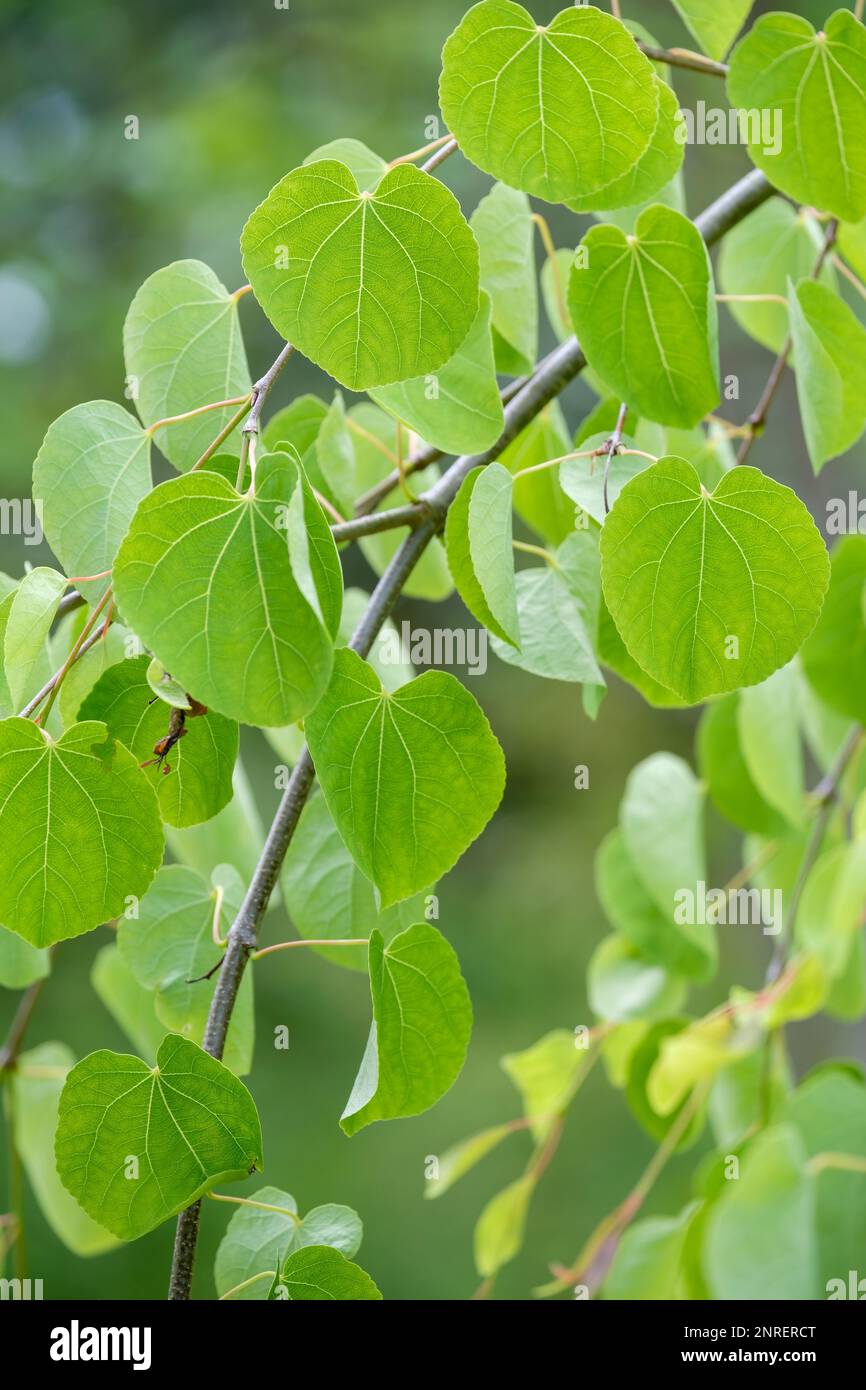 Cercidiphyllum japonicum pendolo, katsura pendolo, albero deciduo con foglie a forma di cuore Foto Stock