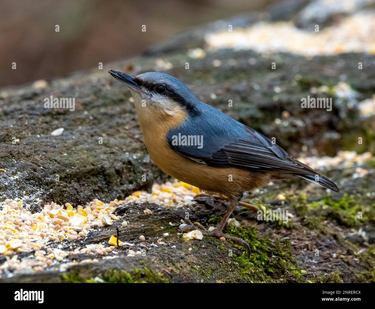 Una bella Nathatch, (Sitta europaea), mangiare seme da una stazione di alimentazione degli uccelli su un vecchio tronco Foto Stock