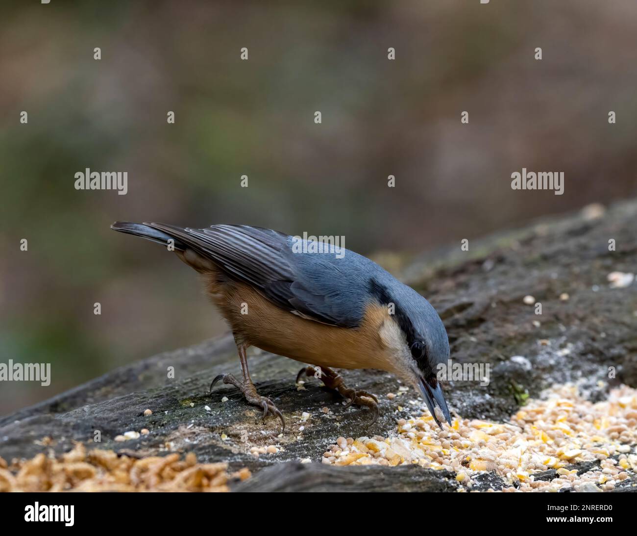 Una bella Nathatch, (Sitta europaea), mangiare seme da una stazione di alimentazione degli uccelli su un vecchio tronco Foto Stock