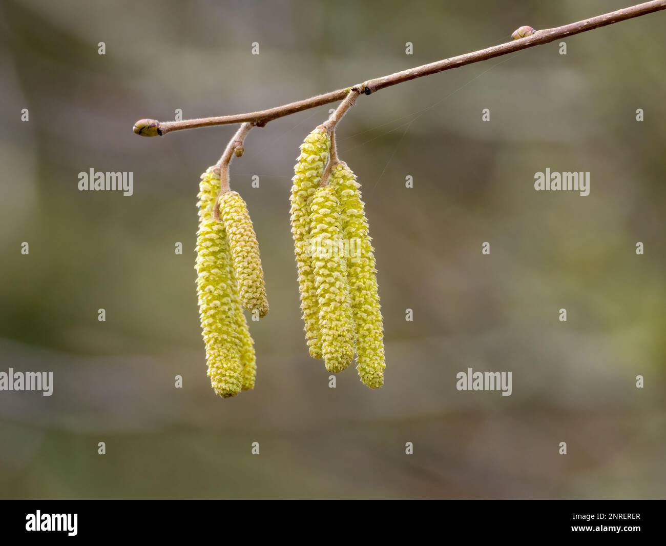 Un gruppo di Hazel si catkins, (Corylus avellana), su uno sfondo sfocato Foto Stock