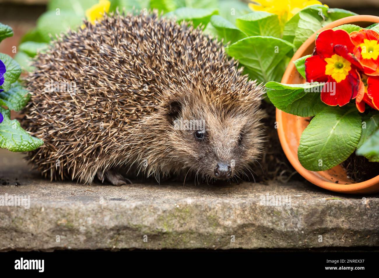 Ricci selvaggi e nativi che si nutrono in un giardino accogliente. Portato all'interno di un nascondiglio faunistico per monitorare la salute e la popolazione di questo mammifero in declino Foto Stock