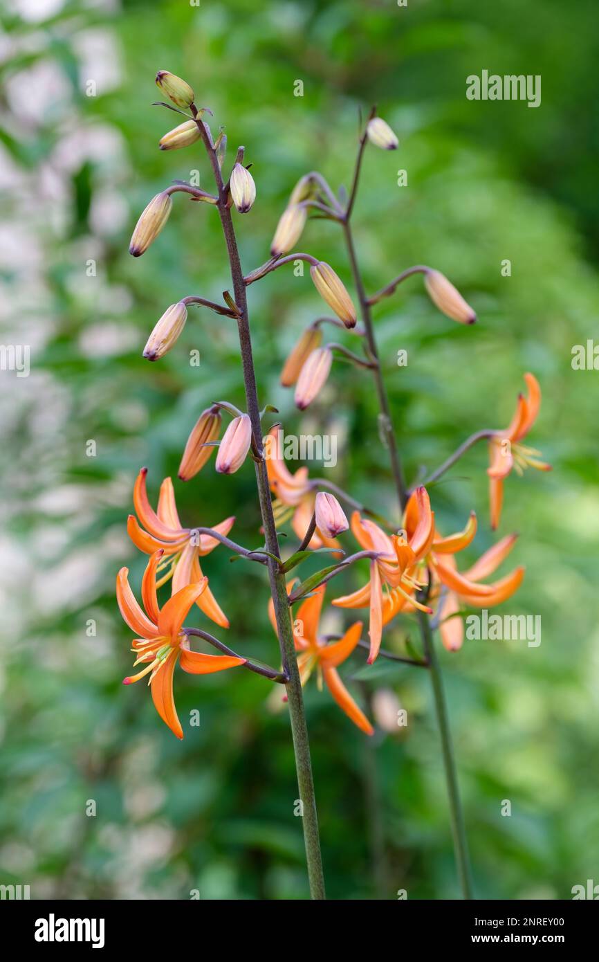 Lilium Martagon Orange Marmalade, tigre Lily, bulbo perenne, a forma di stella mandarino-fiori d'arancio, Foto Stock