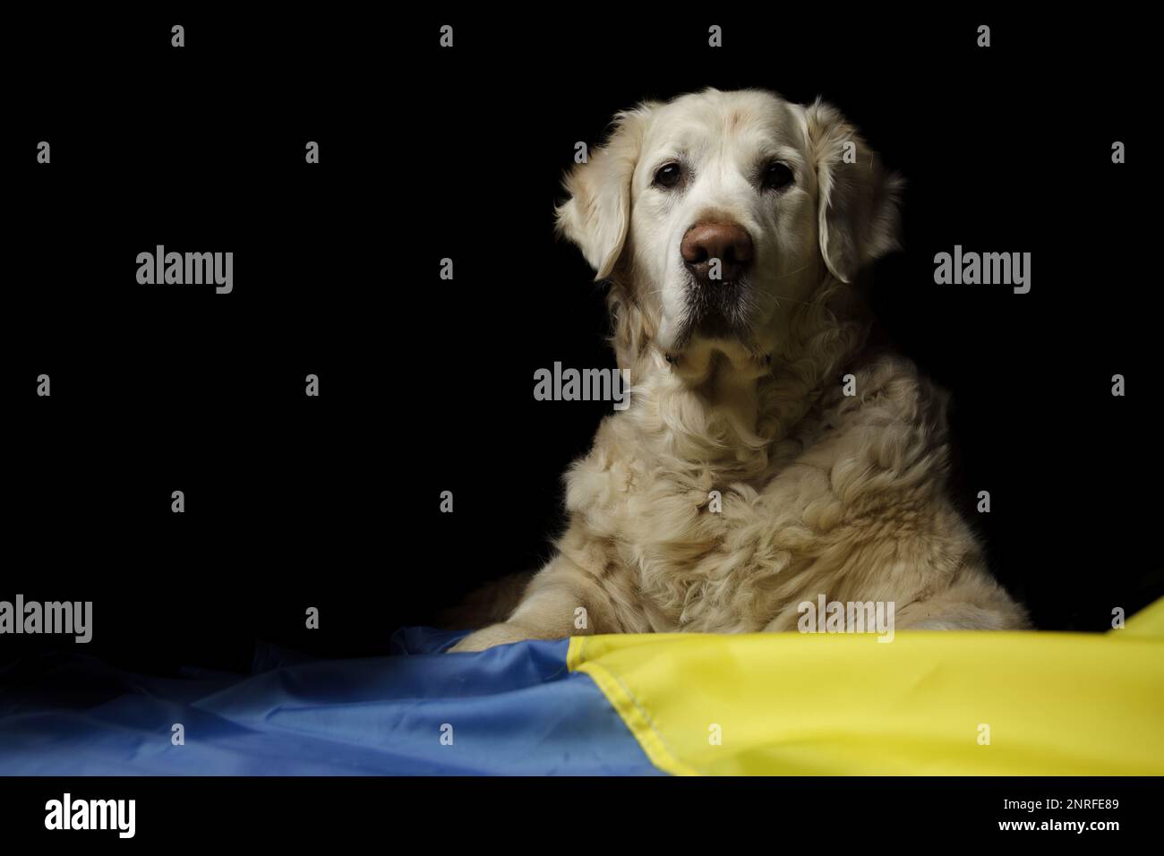 Golden Retriever cane con bandiera di Ucraina. Animali ucraini e animali domestici crisi durante l'invasione della Russia, guerra. Spazio di copia su sfondo nero. Foto Stock