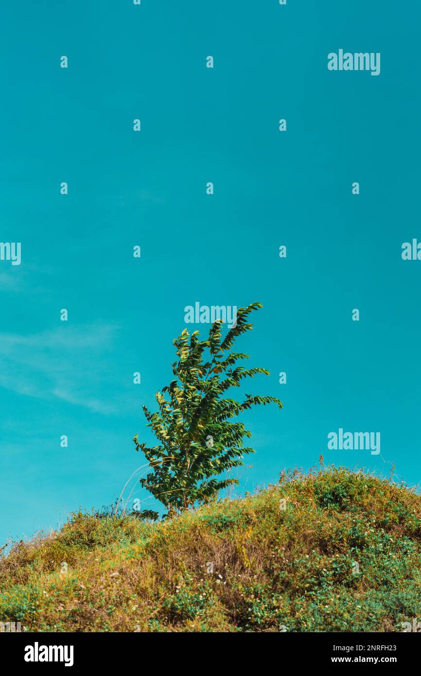 pino sulla spiaggia blu cielo verde Foto Stock