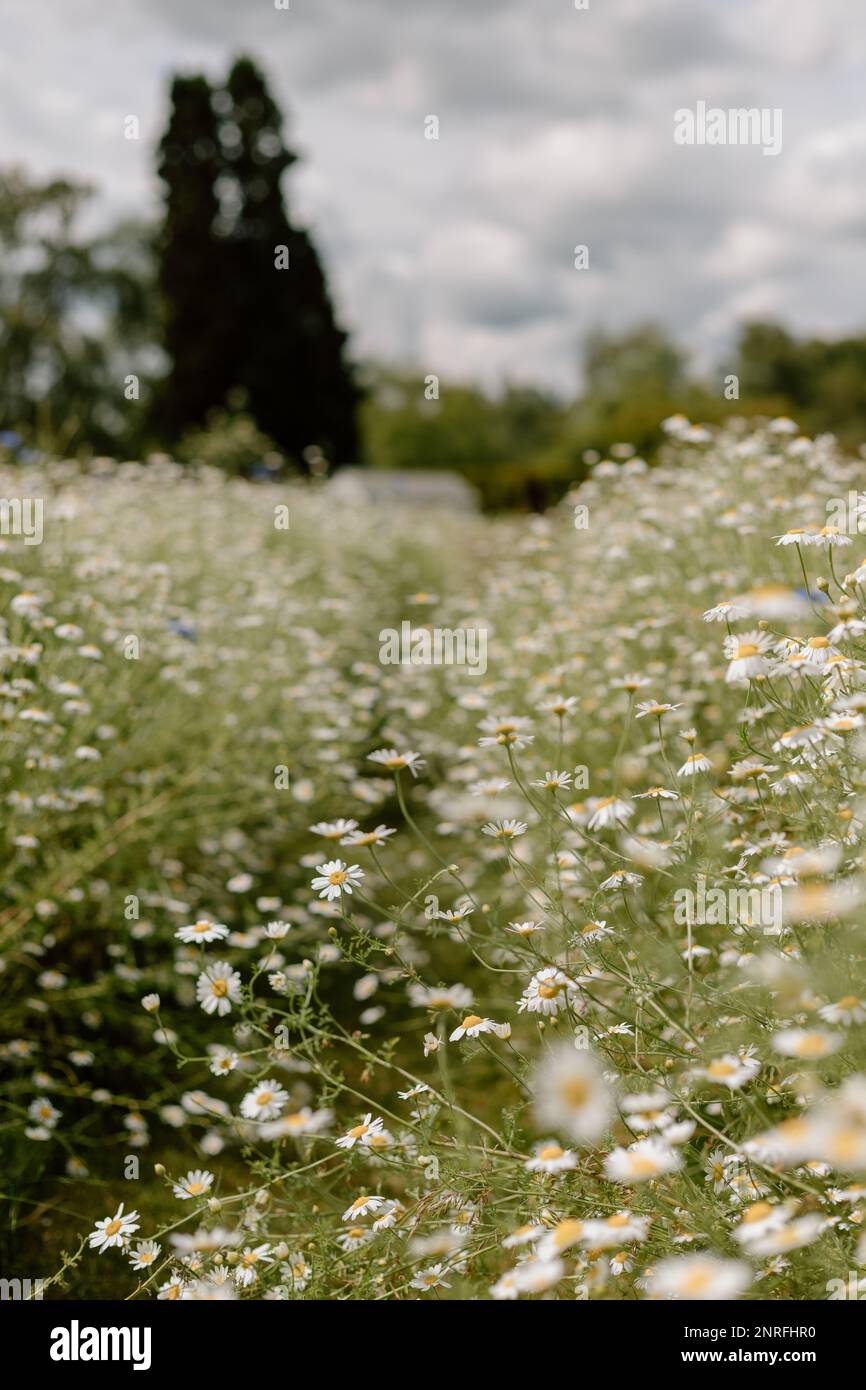 Campo di fiori selvatici pieno di cespugli di camomilla Foto Stock