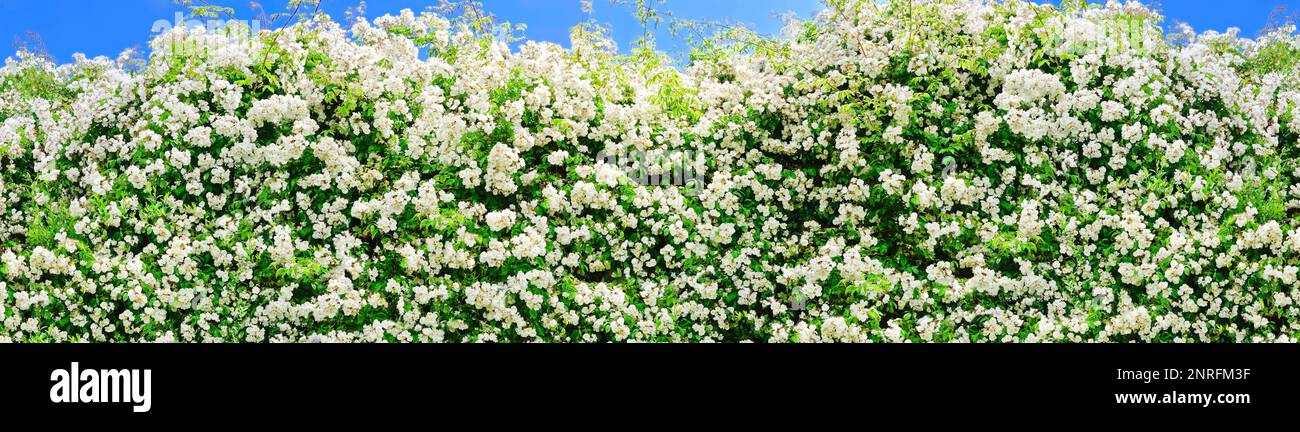 Rambler rose con un sacco di fiori bianchi sparati contro il cielo blu in una giornata di sole estate, formato panorama decorativo cornice modello. Foto Stock