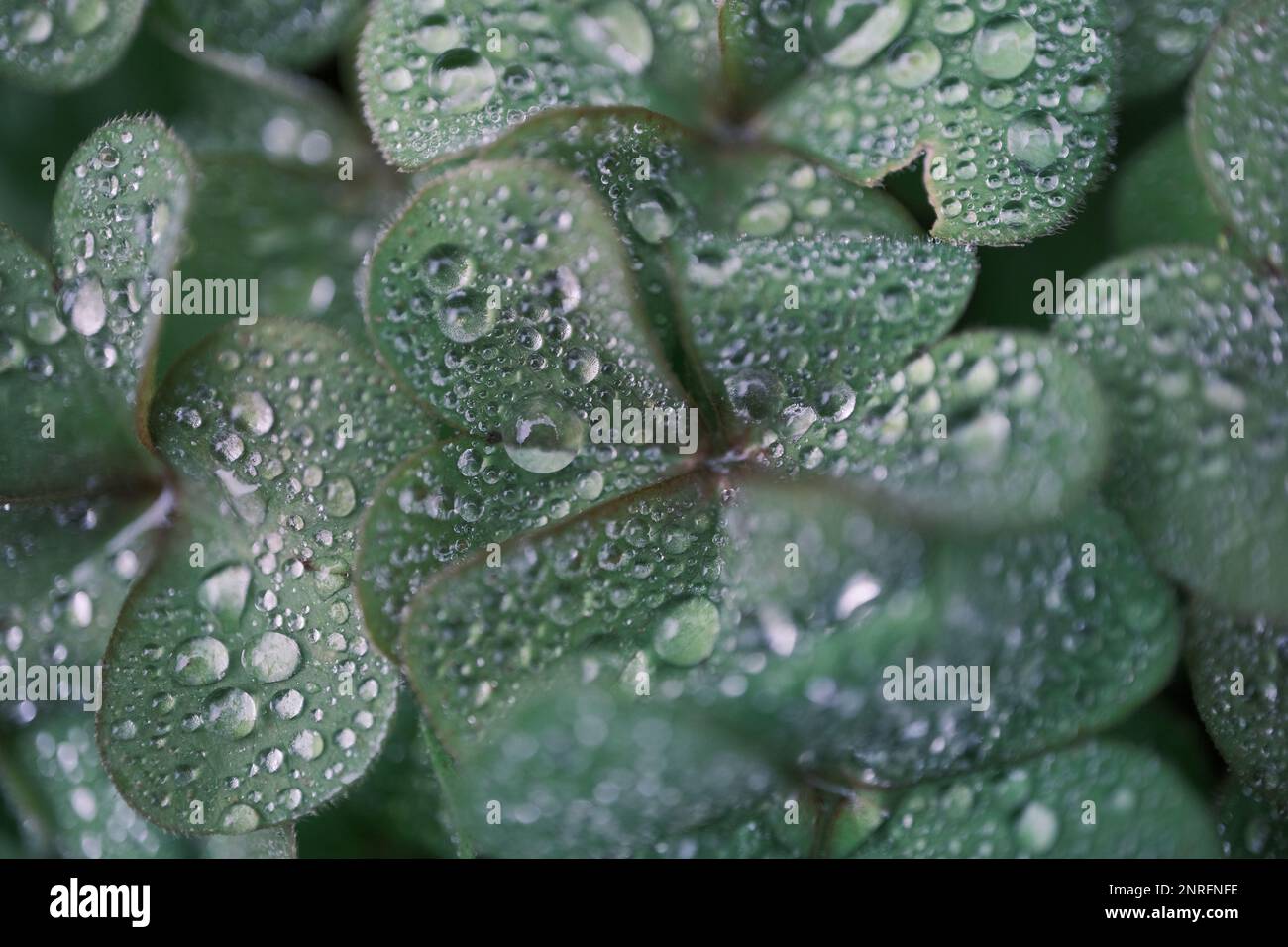 Trifoglio a quattro foglie coperto con gocce d'acqua Foto Stock