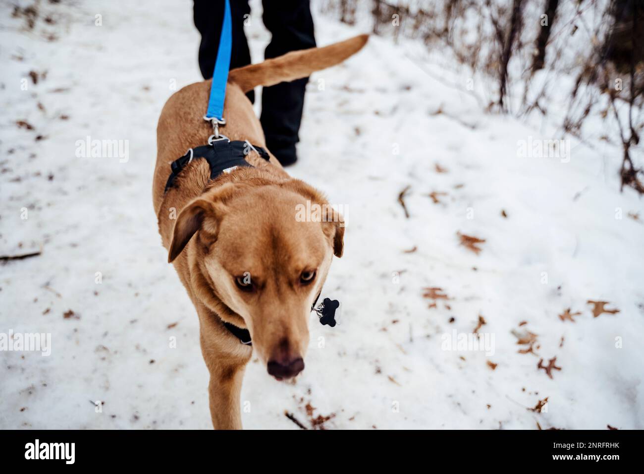 Cane marrone medio in imbracatura su una passeggiata invernale Foto Stock