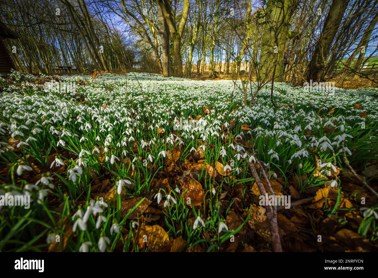 Bosco in primavera, con tappeti di fiori bianchi Foto Stock