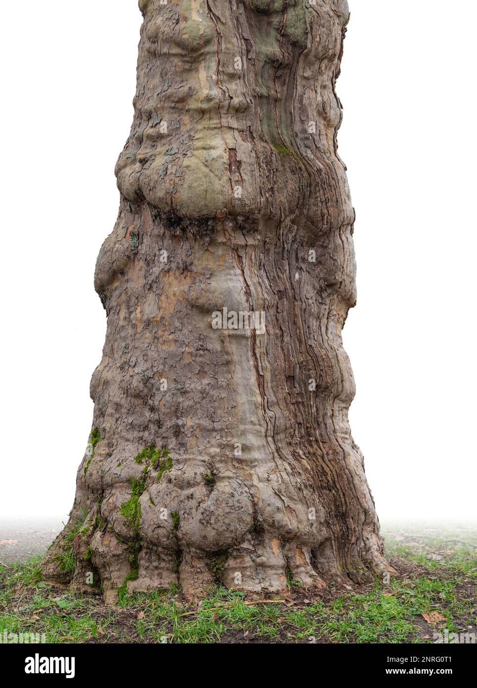 Vecchio tronco di albero gradiente isolato nella parte posteriore bianca Foto Stock