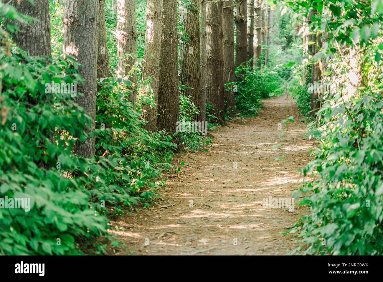 Una passeggiata tra gli alberi Foto Stock