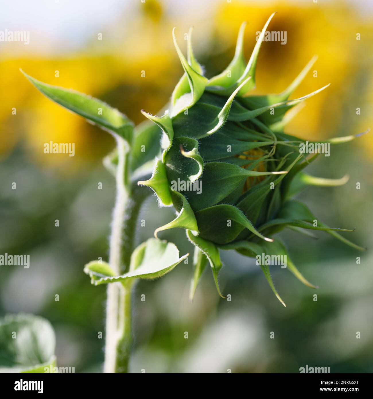 Campo di girasole sotto la luce del sole. L’agricoltura si ritorse. Foto Stock