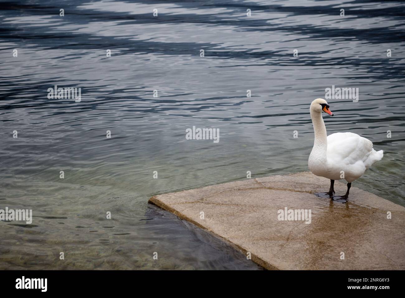 Bel cigno su Halltstatter vedere il lago vicino al villaggio di Hallstatt, Austria Foto Stock