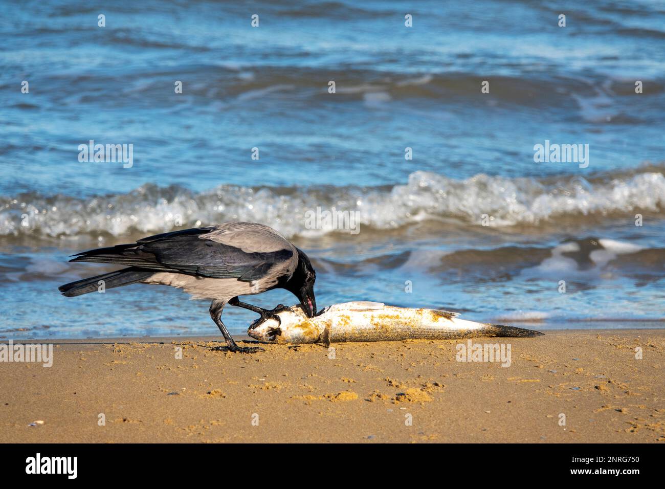 Corvo con cappuccio (Corvus cornix) mangiare un pesce sulla spiaggia di Pescara, Italia Foto Stock