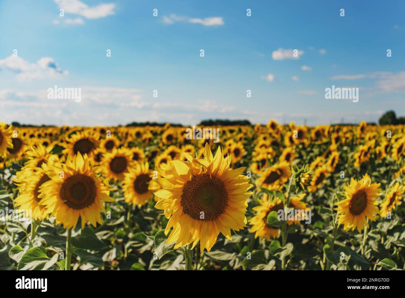 Campo di girasole sotto la luce del sole. L’agricoltura si ritorse. Foto Stock