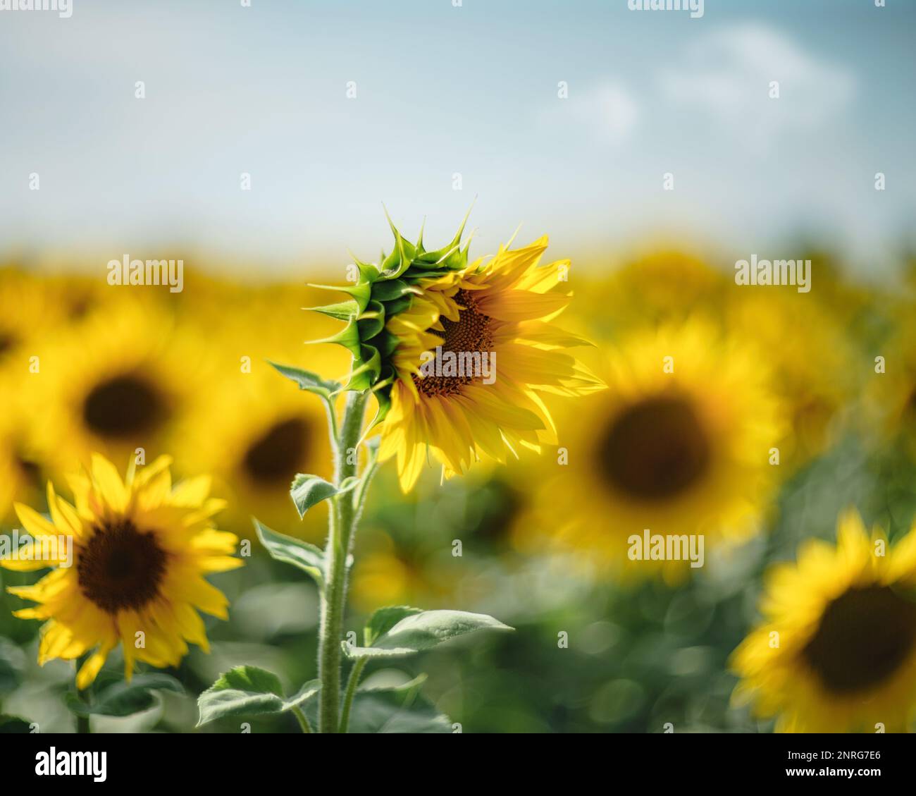 Campo di girasole sotto la luce del sole. L’agricoltura si ritorse. Foto Stock