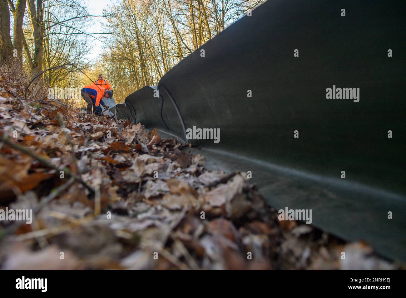 27 febbraio 2023, Sassonia-Anhalt, Neindorf: I membri di Nabu Barleben hanno messo un recinto di rospo. In Sassonia-Anhalt, la migrazione anfibia è imminente. Non appena la temperatura di notte non scende più sotto i 5 gradi Celsius e rimane umida, rospi, rane e neonati iniziano la loro migrazione verso i terreni di riproduzione. Al fine di evitare che i rospi vengano uccisi durante la loro migrazione quando attraversano le strade, conservatori hanno iniziato a costruire le recinzioni. Ci sono secchi interrati nel terreno ogni pochi metri. Quelli caduti in là sono trasportati attraverso la strada durante il periodo di migrazione animale e re Foto Stock