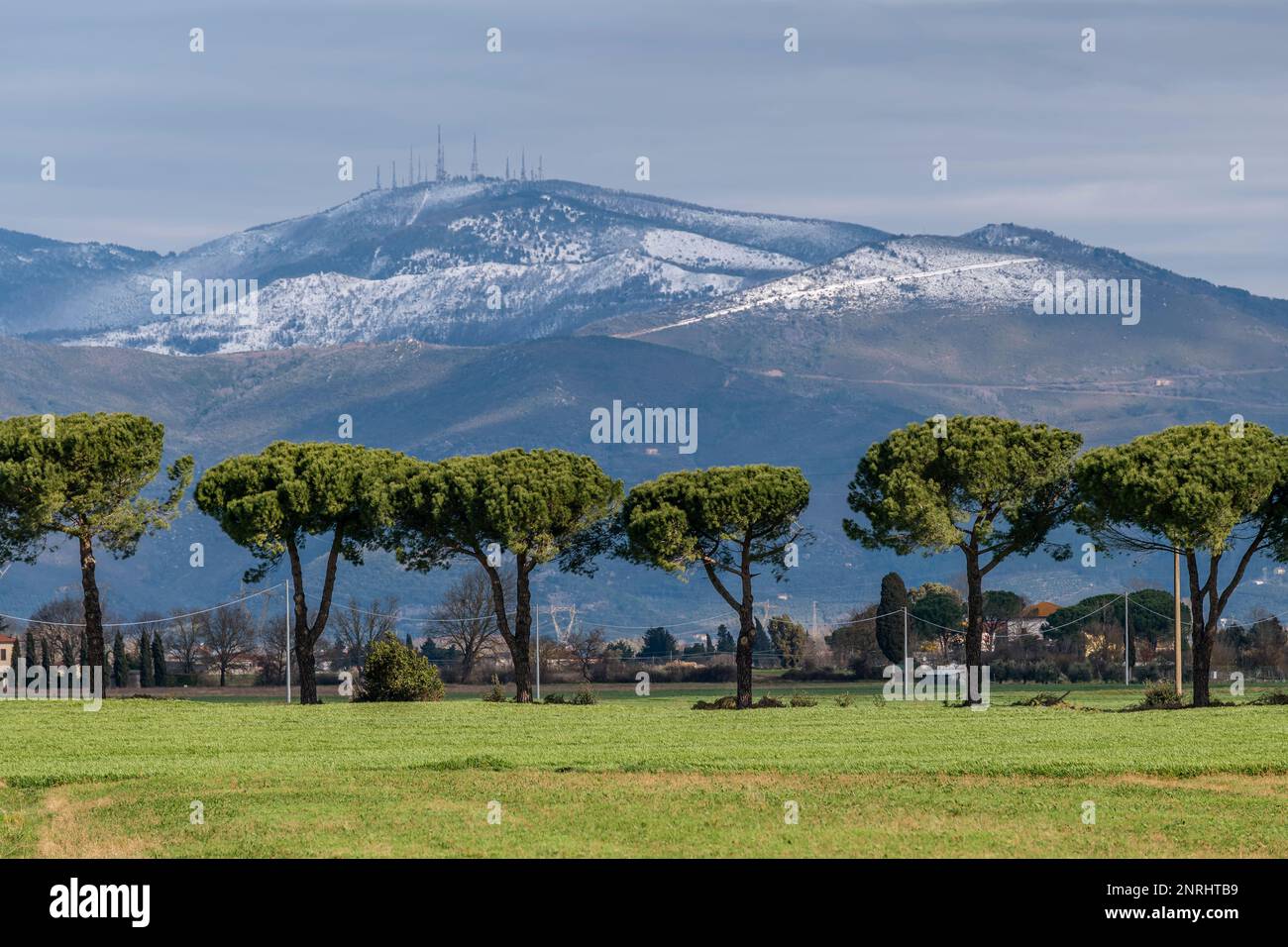 Una fila di pini nella campagna pisana, con il Monte Serra innevato sullo sfondo, Fauglia, Italia Foto Stock