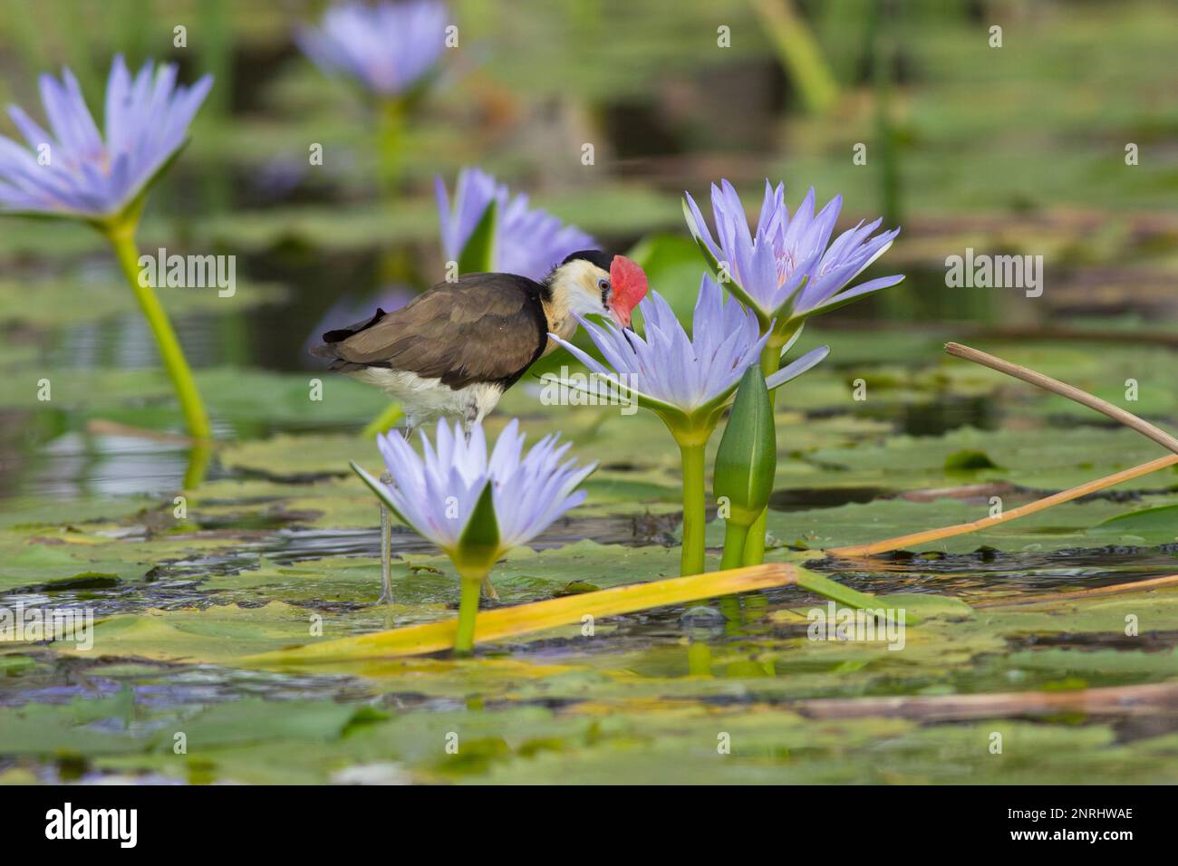 Giacana crestata a pettine che guarda in un fiore di giglio d'acqua blu per gli insetti.. Iredeparra gallinacea Bundaberg Australia Foto Stock