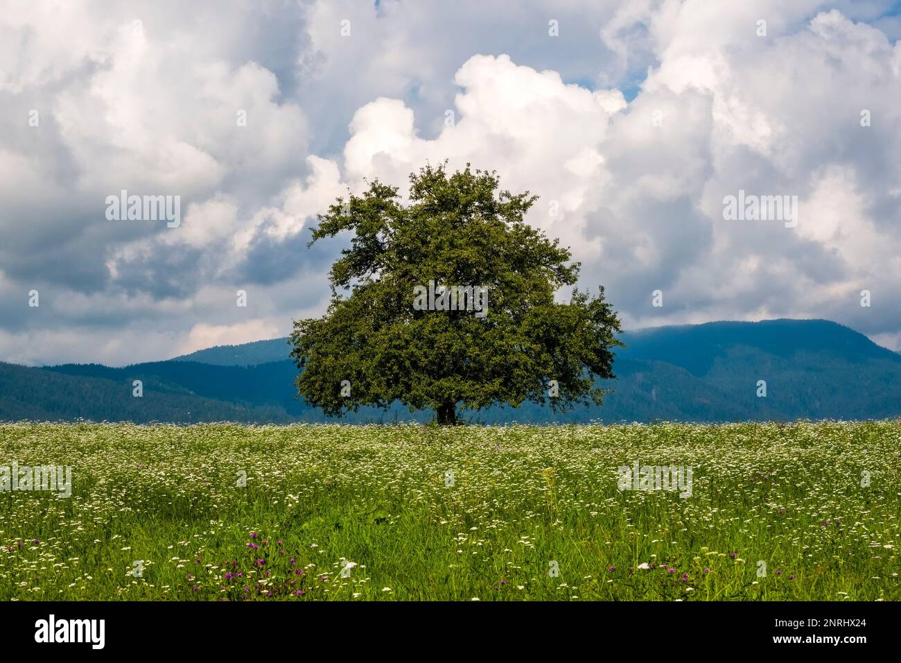 Un unico albero su un prato fiorente in paesaggio agricolo, colline e nuvole in lontananza. Foto Stock