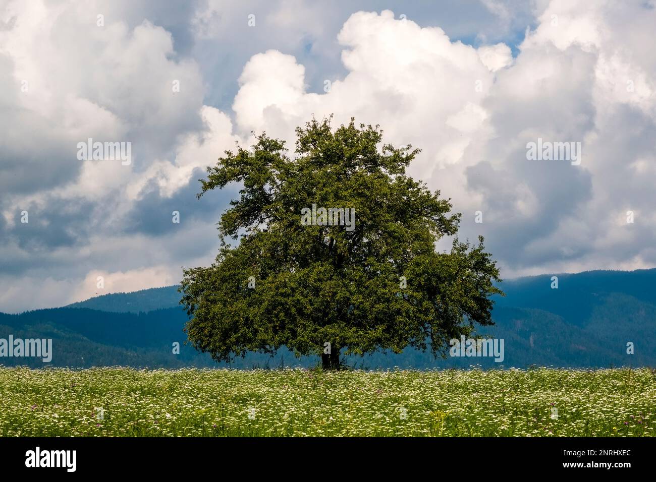 Un unico albero su un prato fiorente in paesaggio agricolo, colline e nuvole in lontananza. Foto Stock