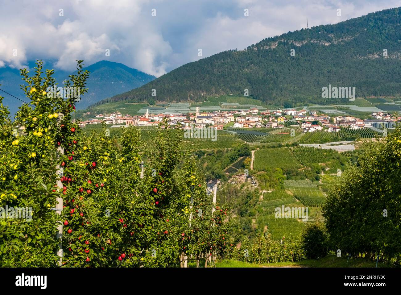 Paesaggio agricolo con colline, meleti e il piccolo paese di Revo in lontananza. Foto Stock