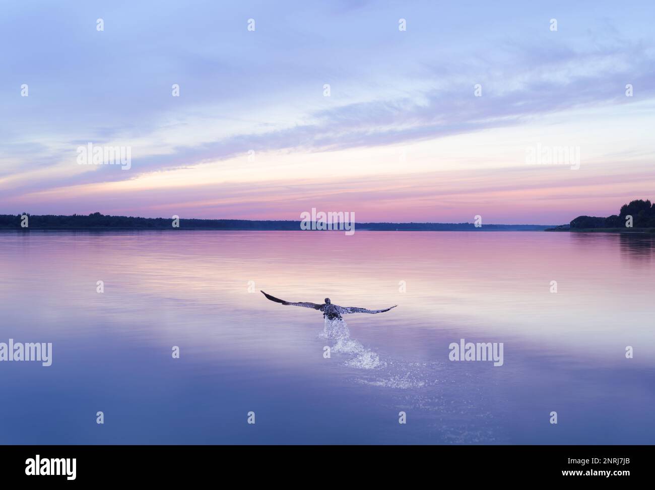 Grande uccello cormorano nero che vola dall'acqua e che vola via nel bellissimo tramonto Foto Stock