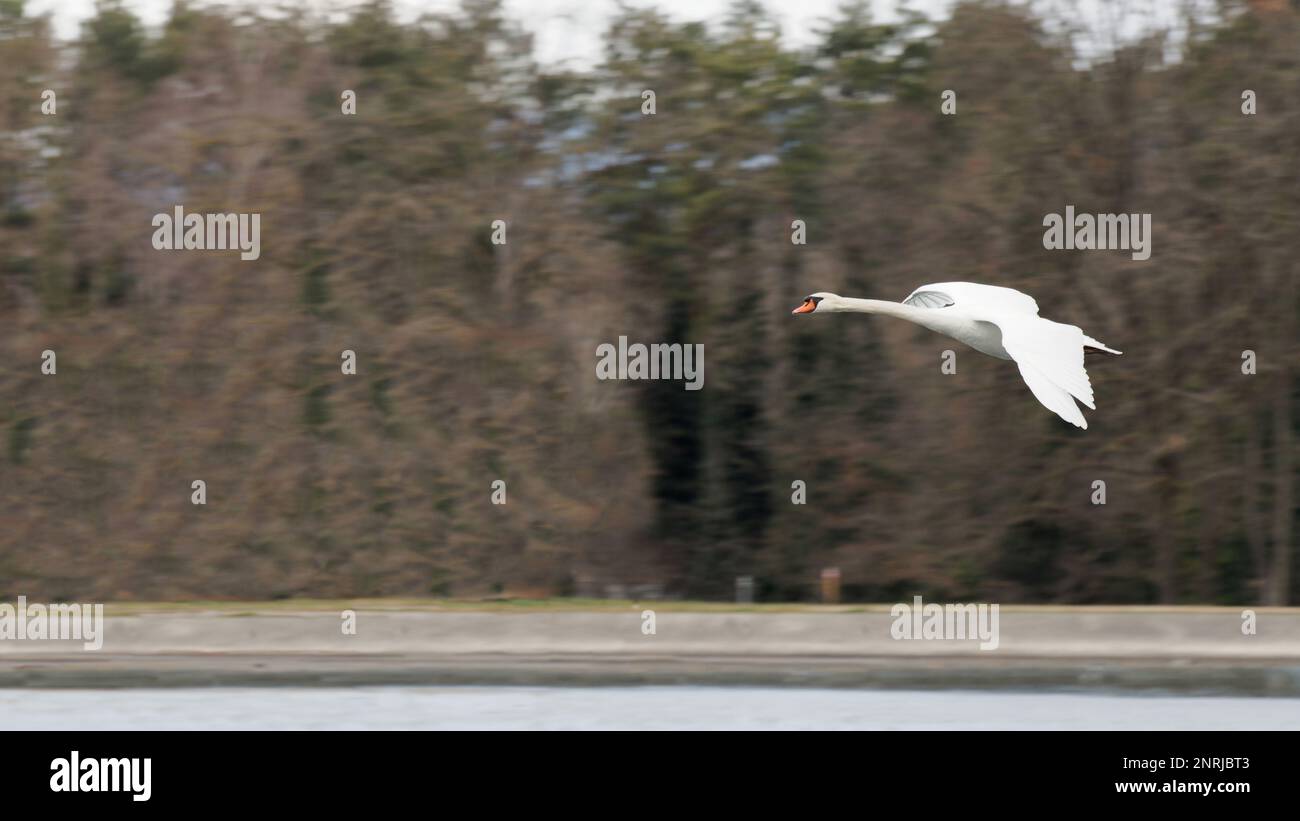 Cigno bianco volante sul fiume Reno Foto Stock